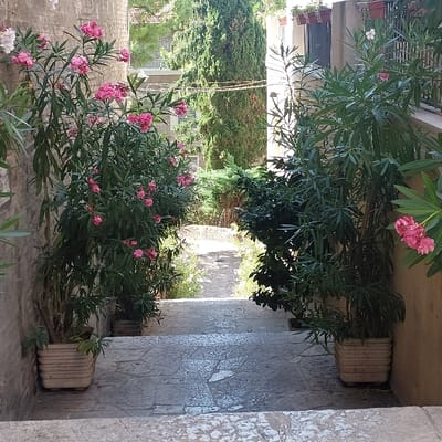 The image displays a narrow, descending stone pathway in Ancona, Italy, bordered by walls and potted plants. The foreground features a rough-hewn stone pavement, partially illuminated, leading down into a brighter, more open area. On the left, a light-colored stone wall runs parallel to the path. On the right, a smoother, lighter-colored wall or building facade is present, topped by a dark metal balcony railing with terracotta plant pots containing small green plants.

Two prominent Oleander plants with numerous pink blossoms and dense green foliage are situated in light-colored, ribbed rectangular planters; one is positioned on the left side of the path, closer to the viewer, and the other further down on the right. Additional green shrubs and ground cover are visible alongside and beyond the pathway. The background reveals a variety of trees, including a tall, slender coniferous tree, and distant architectural structures. The lighting transitions from shaded areas in the immediate foreground to bright sunlight illuminating the background. No individuals or animals are present. Faint horizontal lines, possibly utility cables, are visible in the upper mid-ground.