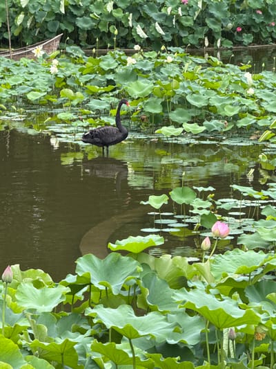 This vertical photograph depicts a black swan standing in a lotus pond located in Qingyang District, China. The swan, positioned slightly to the left of the vertical center, exhibits entirely black plumage with a prominent red beak; its reflection is visible on the dark green water surface. The pond is extensively covered with numerous green lotus leaves, varying in size, with some resting on the water and others elevated on their stalks. Multiple white lotus flowers, some fully open and others as buds, are distributed across the upper half of the image. In the lower-right quadrant, a partially open pink lotus flower is visible, accompanied by a smaller pink bud. Another pink lotus bud is present in the lower-left corner. A rustic wooden boat, partially obscured by lotus foliage, is situated in the upper-left background, with a slender bamboo pole extending upward beside it. A curved, submerged structure is discernible on the pond bed in the middle-left area beneath the water. The background consists of dense green foliage, predominantly more lotus plants.