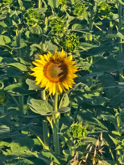 An outdoor medium shot captures a field of sunflowers in Загорци, Bulgaria. The central subject is a mature sunflower in full bloom, its bright yellow petals contrasting with the surrounding green foliage. The sunflower's center is a dark brown disc. Numerous other sunflowers are visible, some in various stages of development, with their heads tightly closed or partially open. The lighting suggests it is daytime, with sunlight casting shadows and highlighting the textures of the leaves and stems. The overall impression is one of a thriving agricultural landscape.