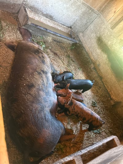 A sow and her litter of piglets are in a wooden pen with a concrete floor, a trough at the top, and straw bedding. The sow is dark brown with black speckles and is lying on her side. Five piglets are visible, some nursing from the sow. Three piglets are black and two are reddish-brown with black speckles. The pen is located outdoors on a farm in South Dundas, Ontario, Canada.