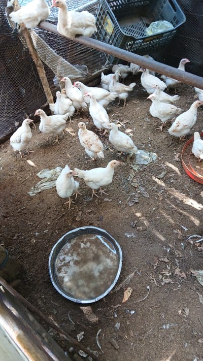 The image shows a flock of about 25-30 white chickens in a dirt-floor enclosure. A large, round metal pan filled with water sits on the ground. A black plastic crate and some wire mesh fencing are visible in the background. A metal pipe and a wooden plank are visible on the sides of the image. The environment suggests a rural setting, likely in El Samán, Venezuela. No people are visible. The chickens appear to be young. Some litter and feathers are scattered on the ground.