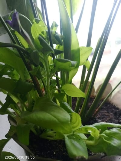 The image is a close-up, indoor shot of a plant with numerous green leaves and several dark, slender stems. A small, closed purple flower bud is visible towards the upper left. The plant is potted in dark soil, and some lighter-colored stones are partially visible in the background, suggesting it is in a container. The lighting is bright, indicating it might be near a window, with a white wall visible on the left side of the frame. The bottom of the image contains a timestamp: "2026/06/30 18:55". The overall setting appears to be a domestic environment. The location of Жанай, Kazakhstan is not discernible from the image content itself.