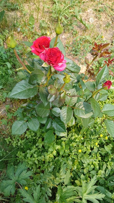 This is a close-up, eye-level shot of a rose bush with several blooms and buds. Two vibrant red roses are in full bloom on the left side of the frame, with hints of pink on their petals. Several green buds are also visible, some tightly closed and others beginning to open. The rose bush has lush green leaves, some of which appear to have water droplets on them, suggesting recent rain or dew. The background is a mix of dry, straw-like ground cover on the left and a dense carpet of various green plants and small yellow wildflowers on the right. The lighting suggests it is daytime, likely morning or late afternoon due to the soft shadows and the way the light hits the leaves. The scene appears to be outdoors in a garden or natural setting. There is no visible text in the image. The location context is Kolyvan, Russia.