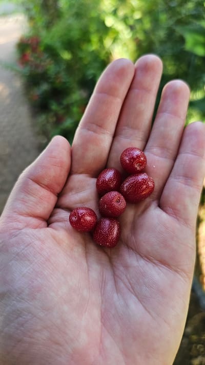 A close-up, overhead shot shows a person's open palm holding six small, red, berry-like fruits. The berries are roughly spherical or oval, with a textured surface. The hand is pale, with visible lines and wrinkles. The background is out of focus, featuring green foliage and a blurred path. The scene is lit by natural light.