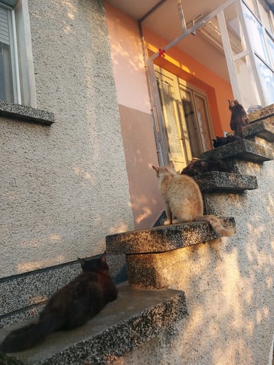 In the city of Blagoevo, Bulgaria, a group of five cats are resting on outdoor concrete stairs bathed in the warm glow of the setting sun. A dark-furred cat is positioned on the lowest step, facing away from the camera. Further up the stairs, an orange tabby cat sits facing left, its tail extended. Behind it, several other cats, mostly dark-furred, are resting or grooming on the steps. The building facade behind the stairs is textured and painted in shades of beige and orange. Sunlight creates dappled shadows on the wall and steps. A glass-enclosed porch structure is visible above the cats, with a small red ribbon tied to a metal bar. The overall scene depicts a quiet, domestic moment with the animals enjoying the evening light on a residential exterior.