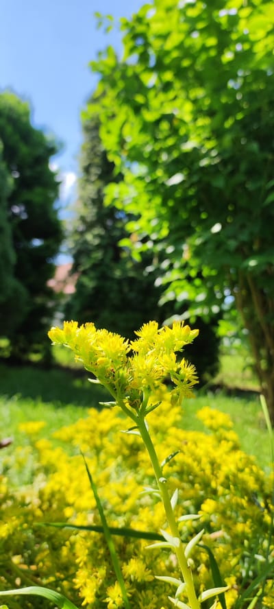 In Dinskaya, Russia, on a sunny day, a close-up shot captures a cluster of small, bright yellow flowers in the foreground. These flowers are arranged in clusters atop a thin, green stem, with the bloom forming a star-like shape. Behind the foreground flowers, a dense bed of similar yellow flowers stretches into the mid-ground, appearing somewhat out of focus. The background features a blurred landscape of lush green grass, tall trees with vibrant green foliage, and a clear blue sky. The sunlight creates a bright, cheerful atmosphere, highlighting the colors of the flowers and foliage.