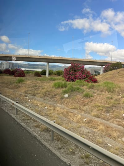 The image depicts a highway overpass in Los Barrios, Spain, with a bright blue sky and scattered white clouds. The overpass is made of concrete and supported by pillars. Below the overpass, a dry, grassy embankment is visible, dotted with bushes and some scattered litter. There is a prominent cluster of vibrant pink flowers in the foreground, adding a splash of color to the otherwise arid landscape. In the background, a modern building with the Audi logo is partially visible, suggesting a commercial area near the highway. The scene appears to be captured from a moving vehicle, as indicated by the blurred foreground and the reflection of light on the surface.