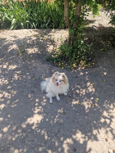 In Nor Kharberd, Armenia, a small, fluffy white Pomeranian dog with tan markings sits on a dirt path under the dappled shade of a tree. The dog is facing the camera with its mouth slightly open, tongue visible. Scattered on the ground around the dog are numerous fallen apples, mostly green and yellow, some appearing to be slightly bruised or overripe. In the background, a dense line of tall green plants forms a backdrop, with the trunk of a leafy tree prominent on the right side of the image. The ground is a mixture of dirt and small stones, with shadows cast by the tree's leaves creating an uneven pattern across the scene.