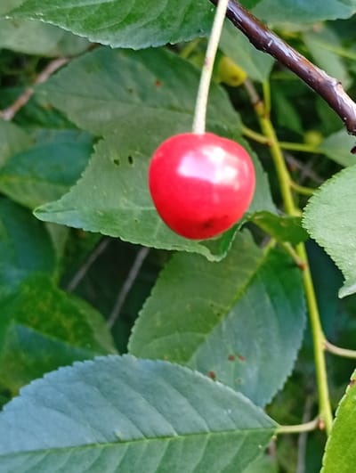 A close-up, vertical, eye-level shot captures a single, ripe red cherry hanging from a thin, light-colored stem. The cherry is positioned slightly to the left of the frame's center and is smooth and glossy, reflecting light from above. It is surrounded by lush, green leaves, some in sharp focus and others softly blurred in the background. A dark, woody branch, also somewhat blurred, extends diagonally from the upper right corner across the frame, with a thinner, lighter green stem descending from it, from which the cherry hangs. The environment appears to be an outdoor setting, likely a garden or orchard, with dappled light suggesting sunlight filtering through foliage. The image does not contain any people or specific identifiable landmarks that would indicate its location in Pavlovsky Posad, Russia.