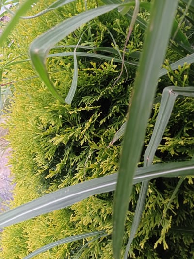 The image is a close-up, vertically oriented shot of dense, bright green foliage, likely a conifer bush or shrub, interspersed with long, thin, out-of-focus green leaves in the foreground. The foliage in the background is a vibrant green with some hints of yellow, appearing lush and textured. The foreground leaves are a darker green and are blurred, creating a shallow depth of field that emphasizes the texture and color of the background foliage. The scene appears to be outdoors in a natural setting, possibly a garden or park. There is no indication of human presence or activity, nor any specific landmarks that would definitively place it within Kubanskiy, Russia, or any other city. The image is purely a nature-focused still life.