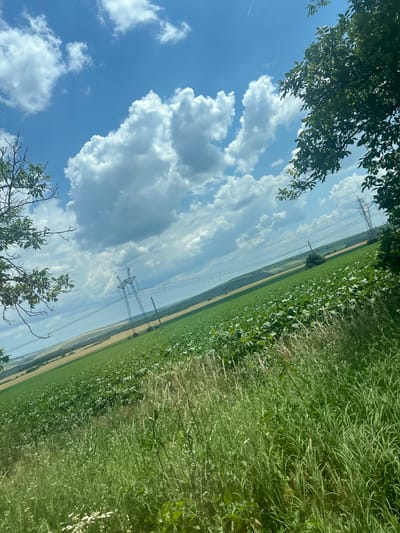 This is a landscape photograph taken from a slightly elevated perspective, showing a rural scene under a bright, partly cloudy sky. The foreground is dominated by tall, green grass and wild flowers, with some taller stalks of vegetation. Beyond this, a large field of crops, likely potatoes given the broad leaves and growth pattern, extends diagonally across the frame. The crops appear healthy and vibrant green. Further into the middle ground, the landscape transitions to fields of lighter green and yellowish-brown, suggesting different types of crops or harvested areas. A series of power lines and tall transmission towers are visible stretching across the horizon, indicating proximity to infrastructure. The background shows a distant treeline and hills under a hazy sky. The overall impression is of a sunny day in an agricultural area. There are no people or animals visible in the image. The location is not explicitly stated within the image itself, therefore it cannot be confirmed as General Kiselovo, Bulgaria.