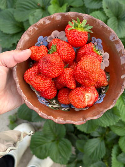 This media file shows a close-up, top-down view of a rustic, brown ceramic bowl filled with fresh, red strawberries. The bowl has a scalloped edge and is decorated with painted blue and white flowers. A person's hand is holding the bowl, with their thumb visible on the lower edge, seemingly offering the strawberries. The strawberries are plump and varied in size, some with their green leafy tops still attached.

The bowl is set against a backdrop of lush green strawberry plants, indicating an outdoor setting, likely a garden or farm. In the lower right portion of the image, a pair of light-colored boots is visible, suggesting the person is either gardening or has just finished.

The natural lighting suggests it could be daytime, and the abundance of fresh fruit implies a harvesting season. The overall impression is one of freshness, natural beauty, and the simple pleasure of homegrown produce. There is no visible text in the media file. The implied location is Southern Russia, consistent with strawberry cultivation.
