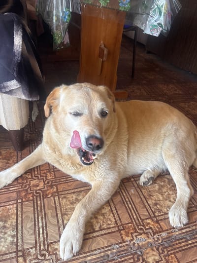 A light-colored Labrador Retriever is lying on a tiled floor indoors, with its tongue sticking out and eyes partially closed. The dog is positioned in the center of the frame, with its front paws extended forward and its hind legs tucked underneath. The floor tiles are a brown, patterned ceramic. In the background, a wooden table with a clear plastic tablecloth is visible, as well as part of a chair covered in a dark blanket. The lighting suggests it is daytime, possibly with sunlight entering from an unseen source. The overall setting appears to be a rustic domestic interior.