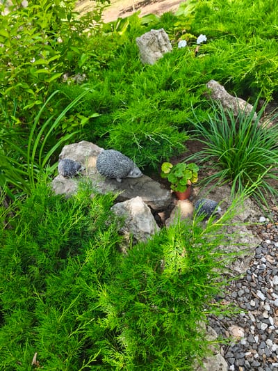The image depicts an outdoor garden scene, possibly in Stroiesti, Moldova, characterized by lush green foliage and decorative elements. The foreground is dominated by dense, feathery green juniper bushes and tall, sword-like green grass. Interspersed among the plants are several large, rough-textured grey stones.

On the stones, three decorative hedgehog figures are placed. One larger hedgehog is positioned on a rock on the right side of the frame, facing right. To its left, a smaller hedgehog sits on the same rock, facing left. A third, smaller hedgehog is situated on a separate rock further to the left, also facing left.

Behind the hedgehogs and rocks, a potted plant with rounded green leaves sits in a brown pot. In the background, more greenery is visible, including larger leafy plants and a hint of dry, earthy ground. The ground surrounding the plants and rocks is covered with a layer of small, grey and white gravel. Two small white flowers are visible amongst the green foliage in the upper right portion of the image. The lighting suggests it is daytime, with sunlight casting shadows.