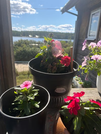 This is a photograph taken outdoors in Jalguba, Russia. The foreground features several potted plants on a wooden surface. To the left, a dark pot contains a single bright pink flower with green leaves. To the right, a large dark pot holds a collection of plants, including a vibrant red flower and a translucent pink flower that appears to be plastic or decorative. Further to the right, lighter colored pots are visible, one with light purple petunias. In the background, a body of water, possibly a lake or river, is visible, surrounded by lush green trees. The sky is blue with scattered white clouds, and a rustic wooden structure, likely a cabin or house, is partially visible on the right side of the frame. The overall scene suggests a tranquil, natural setting with a touch of domestic cultivation.