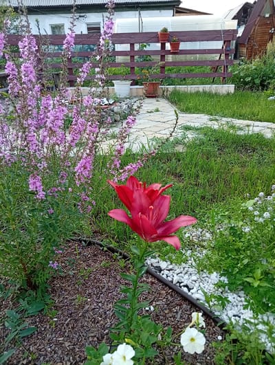 The image depicts a garden scene in Shelekhov, Russia. In the foreground, a vibrant red lily is in full bloom, its petals unfurling. To its left, a cluster of delicate pink flowers, likely Lythrum salicaria, creates a soft contrast. The ground is covered with dark wood chips in some areas and white decorative stones in others, with a black irrigation hose running through the scene. Lush green grass and various other plants fill the background. Behind the garden, a wooden fence with horizontal planks separates it from other areas. In the distance, structures typical of a Russian dacha, including a house with a white facade and a pitched roof, and a wooden shed or house, are visible. The overall impression is that of a well-maintained garden within a semi-rural or suburban setting, characteristic of a dacha in Shelekhov.