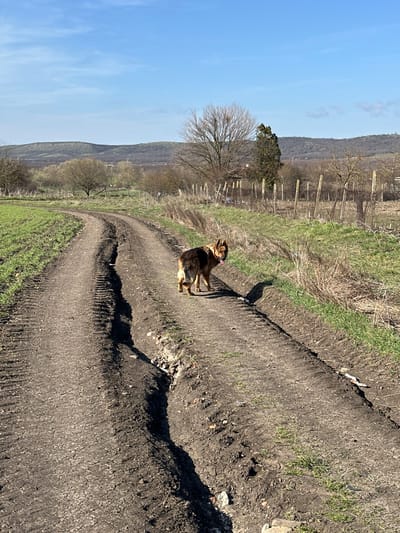 An outdoor scene in Krumovo Gradishte, Bulgaria, depicts a German Shepherd dog standing on an unpaved dirt road. The dog, characterized by brown and black fur, is positioned facing slightly away from the camera, with its head turned back toward the viewer, tongue extended. The dirt road features distinct tire tracks and uneven surfaces with ruts running along its length. To the immediate left of the road is a cultivated field with young green crops. To the right, a strip of dry grass and vegetation borders the road, followed by a line of weathered wooden fence posts. Beyond the fence, the landscape includes scattered deciduous trees, some bare, and evergreen trees. The background features rolling hills under a clear blue sky with minimal cloud cover. Bright sunlight illuminates the scene, casting discernible shadows. A small piece of white and red debris lies on the right edge of the dirt path in the foreground.