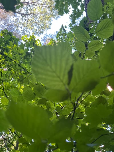 The image is a low-angle shot looking up through the canopy of green leaves on trees, with patches of bright sky visible between them. The foreground is dominated by large, blurry green leaves that obscure much of the view. In the background, more leaves and branches are visible, as well as glimpses of the sky and the trunks and branches of other trees. The overall impression is one of being immersed in a forest or wooded area. The lighting suggests it is daytime, with sunlight filtering through the leaves. There is no text visible in the image. The setting appears to be a natural, outdoor environment, likely a forest or park in Belarus.