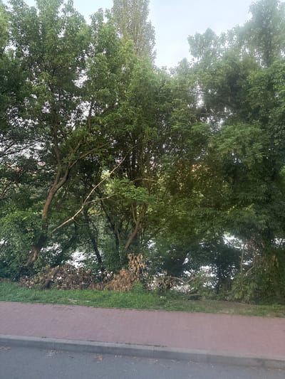The image depicts a view of the Dnister River in Mohyliv-Podilskyi, Ukraine, from a paved walkway. Lush green trees with dense foliage dominate the scene, with branches extending towards the river. Some fallen branches and dry foliage are visible at the base of the trees near the water. The river itself is a calm body of water, reflecting the greenery of the surrounding trees and the overcast sky. The walkway is made of red brick pavers and bordered by a gray concrete curb. An asphalt road runs alongside the walkway. The overall impression is of a natural, serene environment within an urban setting.