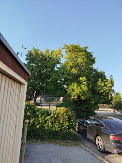 An exterior, eye-level, medium shot captures a clear, bright, blue sky over a residential area in Kitzingen, Germany. The left side of the frame is dominated by the corner of a cream-colored building with a brown roof overhang. A green metal pole with a yellow cap stands near the building. To the right of the building, dense green foliage and bushes form a natural barrier. Behind the bushes, a transparent bus shelter with a dark frame stands prominently. A large, leafy green tree with dappled sunlight filtering through its branches is visible behind the bus shelter. In the foreground, to the right, a black four-door sedan is parked on a paved surface next to a curb. The car's rear and side are visible, reflecting the surroundings. A paved road can be seen in the background beyond the car and foliage.