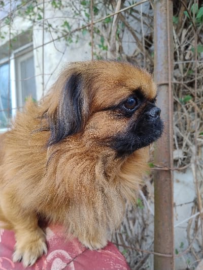 This image depicts a small, brachycephalic breed dog, likely a Shih Tzu or Pekingese, situated in an outdoor environment in Dolno Linevo, Bulgaria. The dog possesses a reddish-brown and black coat, with darker fur concentrated on its face and ears. Its dark, round eyes are visible, along with a prominent black muzzle. The dog's head is turned to the right side of the frame, and its front paws rest on a red fabric surface patterned with white. The background features a metal fence, exhibiting signs of rust, intertwined with dry vines and sparse green vegetation. A light-colored building with a white-framed window, reflecting a blue hue, is partially visible in the upper left quadrant.