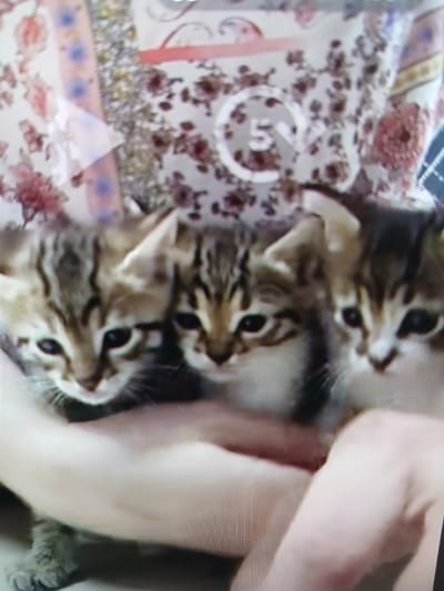 The media file shows a close-up, overhead view of three tabby kittens stacked on top of each other. They are lying on a fabric with a floral pattern. The kittens appear to be very young, with large dark eyes. The top kitten is mostly visible, looking to the right. The middle kitten is partially visible, looking towards the right. The bottom kitten's face is mostly obscured by the kitten above it. A person's hand is visible on the right side of the frame, lightly touching the kittens or the fabric. The lighting appears to be indoor, possibly natural light from a window. The scene evokes a sense of tenderness and cuteness. A circular graphic with the number "5" inside it is visible on the fabric in the upper left portion of the image. This graphic may indicate a timer or progress indicator from a recording or stream. The setting is likely a domestic environment in Siheung-si, South Korea.