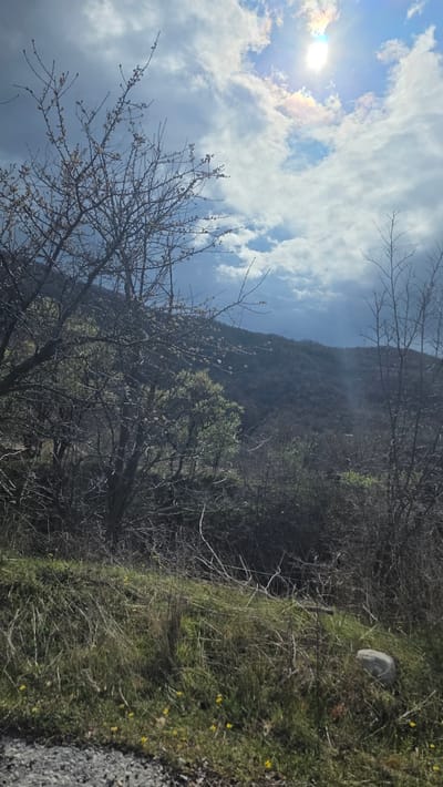 The image depicts an outdoor, rural landscape in Jeleznitsa, Bulgaria, under a partly cloudy sky. The upper right quadrant features a bright sun partially obscured by thin clouds, producing a distinct lens flare and an iridescent halo. The sky is predominantly white and light grey, with visible patches of blue.

In the immediate foreground, a dark grey, granular surface, consistent with gravel, occupies the lower left. Adjacent to this, a strip of dry and green grass extends across the bottom, containing several small yellow flowers and sparse brown foliage. A rounded, light grey stone rests within the grass on the right side of the foreground, with a thin, dark, stake-like object partially visible upright in the grass nearby.

The midground is densely filled with deciduous trees and shrubs. Many trees are bare-branched, exhibiting numerous small white buds or nascent blossoms, indicative of early spring. Other shrubs and smaller trees display fresh, light green leaves. These trees form a transition zone, obscuring the base of the distant hill.

The background is dominated by a large, dark green-brown mountain or hill, thickly covered in what appears to be a dense deciduous forest, largely without full foliage. No human subjects, animals, or artificial structures other than the implied road/path are visible. The scene is illuminated by natural daylight.