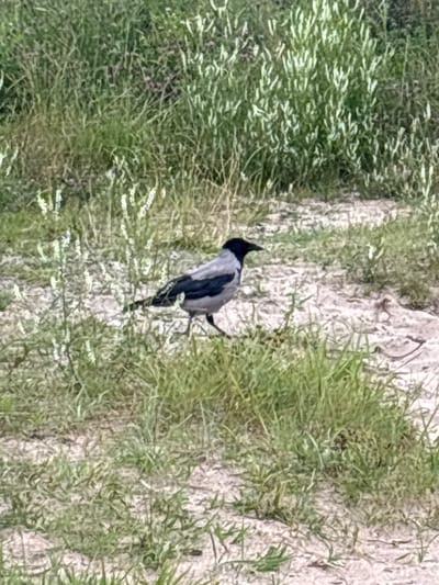 A hooded crow, characterized by its gray body and black head and wings, is captured in mid-stride on a sandy area interspersed with patches of green grass and white wildflowers. The bird is positioned in the center-left of the frame, facing right. The environment appears to be a natural setting, possibly a field or park, with dense green foliage and a light-colored, granular ground cover. The lighting suggests it is daytime. There are no other visible subjects or objects of note in the immediate vicinity of the crow. The background consists of a blur of green vegetation.