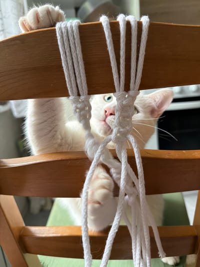 A white cat is positioned between the rungs of a wooden chair that has white string wrapped around it. The cat's face, with light green eyes and a pink nose, is visible through the gaps in the string. The cat's white paws are visible on either side of the chair rung. The background is blurred, but appears to be an indoor setting. The city of Staraya, Russia is not identifiable in this image.