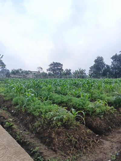 This image presents an expansive view of a cultivated agricultural field under an overcast sky, characteristic of a rural landscape in Nipa, Papua New Guinea. The scene is dominated by vibrant green vegetation, indicating active farming.
In the immediate foreground, a light-colored concrete or paved edge runs along the bottom left. The land is tilled, with dark brown soil formed into raised rows and mounds. These rows are densely planted with a variety of crops. Numerous young, healthy corn (maize) plants, with their distinctive broad green leaves, stand tall and are arranged in discernible rows across the entire field. Interspersed among the corn, particularly in the mid-foreground, are patches of smaller, finely-leaved green plants, which could be carrots or other leafy vegetables. Additionally, some broader-leafed, bushy plants, possibly cassava, are visible closer to the viewer.
The mid-ground and background are lined with a mixture of trees, forming a natural boundary for the field. These include dense, dark green trees, several banana trees with their large, characteristic leaves, and other lighter-foliaged trees. A single building, possibly a house with a light-colored wall and a dark roof, is partially visible amidst the trees in the distant left-center, suggesting human habitation close by.
The sky is largely covered by white and grey clouds, indicating an overcast day. The lighting is soft and diffused, with no harsh shadows, suggesting either early morning, late afternoon, or a generally cloudy day. No people are visible, but the organized planting and well-maintained rows of crops clearly denote ongoing agricultural activity. The image conveys a sense of fertile land and the productive efforts of farming in a tropical or subtropical environment. There is no visible text in the image.