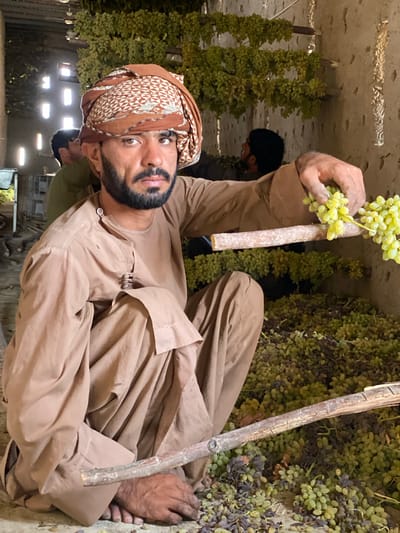 An Afghan man wearing a brown turban and a light brown tunic and pants kneels amidst a large pile of green and dark grapes in a shed. He holds a bunch of green grapes in his right hand, which rests on a wooden stick. The shed appears to be made of mud or adobe, with open windows and what appear to be hanging grape vines in the background. The floor is covered with grapes, some of which are dried or rotten. The man has a beard and is looking directly at the camera. In the background, two other men are visible, also appearing to be working with grapes. The scene is likely a grape drying or processing facility in Senjaray, Afghanistan.