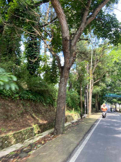 The image shows a paved road, lined with trees, in Kecamatan Cisarua, Indonesia. A single motorcyclist is driving on the road, moving to the right. The road is flanked by a grassy slope with a ditch and a sidewalk. The cyclist is wearing an orange shirt and a white helmet. Several trees line the roadside, their trunks mostly visible, while the foliage is out of focus. The ground is covered in leaves and branches. The sun is shining brightly and the sky is visible through the tree branches. The image is taken from a moving vehicle, causing the scene to be blurry.