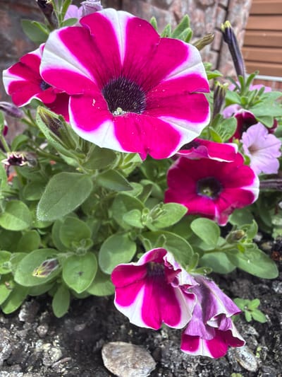 This is a close-up, eye-level, outdoor photograph of a cluster of petunia flowers in Velyki Osniaky, Ukraine. The dominant flowers are bright pink and white, with dark centers. Several flowers are in full bloom, while others are buds or wilting. The foliage is lush and green, with some fuzzy texture visible. The background includes a stone wall and a wooden structure. The ground in the foreground is composed of dark soil, small stones, and some mulch. The lighting appears to be natural daylight, with some shadows present. There are no people visible in the image.