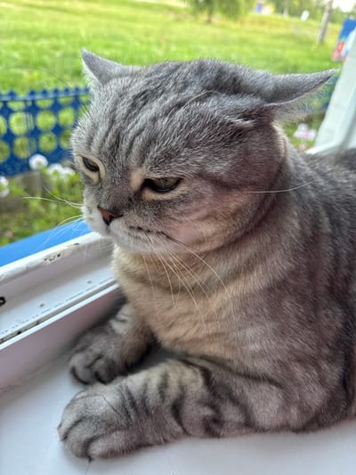 A grey tabby cat with green eyes is perched on a white windowsill, looking down with a slightly grumpy expression. The cat's fur is short and exhibits distinct tabby markings. In the background, a blurry green lawn is visible, with a blue fence and some white flowers adding touches of color to the outdoor environment. The scene appears to be a calm, domestic setting, possibly a home in Lysaya Gora, Russia, where the cat is enjoying a moment of repose by the window.