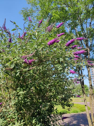 A bright, sunny day in Rijswijk, Netherlands, features a close-up view of a flowering butterfly bush with clusters of vibrant purple blossoms against a clear blue sky. The bush's dense green foliage dominates the foreground. To the right, three tree trunks, one with mottled bark, stand tall. In the background, a paved path curves through a grassy area with scattered benches and more bushes. Beyond that, a modern, multi-story apartment building is visible, along with a few other trees. The overall scene suggests a well-maintained public park or garden area within the city.