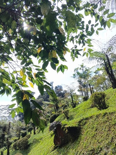 This image depicts a vibrant, lush green hillside scene within the city of Soibada, East Timor, viewed from a low angle looking upwards. The upper left portion of the frame is dominated by the dense canopy of a tree, with numerous green leaves, some showing yellowing, silhouetted against a bright, clear sky. Sunlight streams through these leaves, creating visible rays and bright spots. The foreground and midground consist of a steep, upward-sloping expanse covered in short, intensely green grass. Scattered across this slope are several dark, irregularly shaped rocks, some exhibiting patches of moss. Numerous small, dense, dark green bushes are interspersed among the grass. Further up the slope and towards the right, taller plants are visible, including several slender tree ferns with distinctive fronds and what appear to be tall bamboo shoots. The background consists of a dense cluster of trees and foliage under a bright sky. No people, animals, or artificial structures are present in the scene.