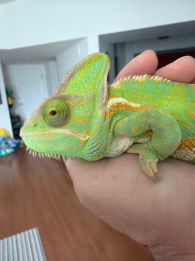 A veiled chameleon, primarily green with yellow and orange markings, rests on a person's hand. The chameleon's head is facing left, with its large eye visible. The background includes a wooden floor and a blurred interior scene, possibly a home or building. The image was captured in Hollywood, United States of America.