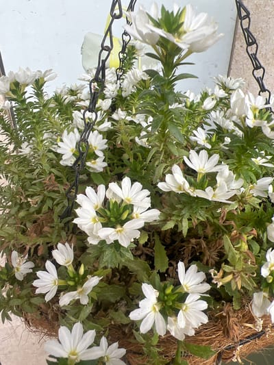 A close-up, eye-level shot shows a hanging basket overflowing with white flowers and green foliage. The basket appears to be made of coconut fiber and is suspended by a dark metal chain. The flowers are small, with multiple delicate white petals and yellow centers. They are clustered together, creating a lush and full appearance. The leaves are small and elongated, with some brown, dried foliage interspersed among the green. The background is blurred, but appears to be an outdoor setting with a light-colored wall and possibly some stonework. The overall impression is one of vibrant, natural beauty. There are no people or animals visible in the image. The image was taken in Zikhron Yaakov, Israel.