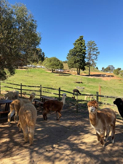 An outdoor scene in Drakenstein Nu, South Africa, depicts several alpacas and possibly llamas in a fenced enclosure under a clear, bright blue sky. The image is taken during either early morning or late afternoon, evidenced by the long, distinct shadows cast across the dirt ground and the warm, golden sunlight.

In the foreground and mid-ground, multiple alpacas of different colors are visible. One light brown alpaca with thick, shaggy hair around its face is looking directly towards the viewer. Other alpacas, including a dark brown one and an off-white one, are standing near a rustic wooden fence. A black alpaca is partially visible at the top edge of the frame. Beyond the fence, a wide expanse of lush green grass slopes gently upwards, bordered by scattered trees and rolling hills in the distance. What appear to be distant vehicles or structures can be seen further back.

The scene conveys a peaceful and sunny day at an animal farm or sanctuary. The alpacas appear calm and relaxed in their natural environment. There is no human activity or visible text in the image.
