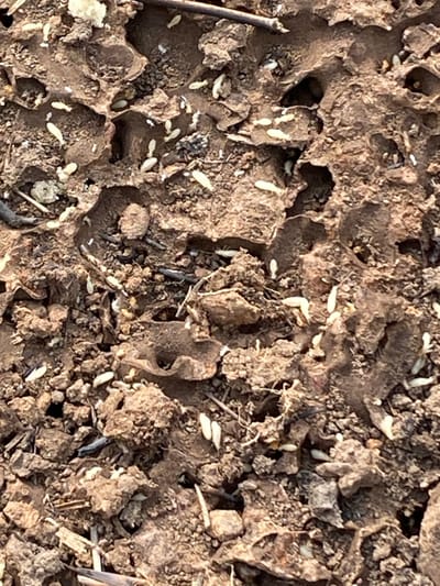 A close-up, high-angle view depicts an active subterranean termite nest exposed at ground level in Afikpo, Nigeria. The scene shows numerous pale, elongated worker termites moving across and within intricate, reddish-brown soil structures. These structures form a network of tunnels and chambers, appearing partially excavated or damaged, revealing the insects' activity. The surrounding environment consists of dry, granular soil mixed with small fragments of organic debris, including dark, thin plant matter. The termites are the sole animate subjects, exhibiting constant movement across the exposed surfaces of their habitat.