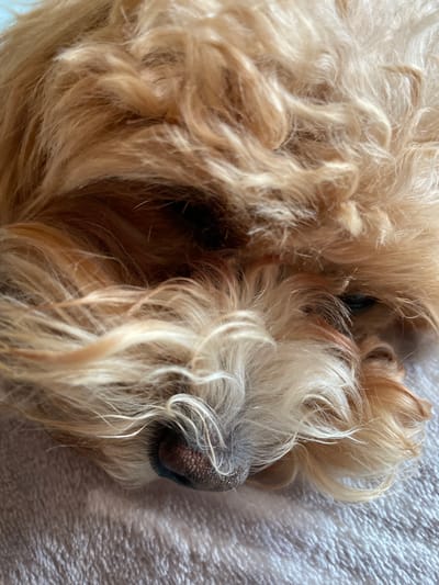 The image is a close-up, overhead shot of a small, light brown dog's face, likely a Poodle mix, resting on a soft, textured, light gray surface. The dog's fur is curly and varies in color from blonde to light brown, with some lighter strands framing its face. The dog's eyes are dark and appear to be closed or looking downwards. Its nose is dark brown and slightly wet, with visible texture. The overall impression is of a sleeping or resting pet. The location is not depicted in the image, and therefore cannot be determined.