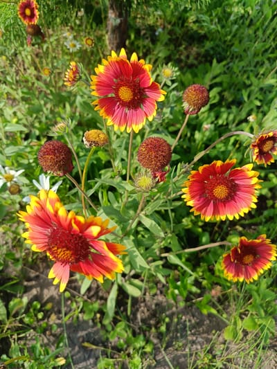 The image depicts a close-up view of several Gaillardia flowers in a garden setting. The flowers are characterized by their striking red petals with yellow tips and dark red centers. Some of the flowers are in full bloom, while others appear to be in various stages of development, including buds and spent seed heads. The background is filled with lush green foliage and other smaller, less prominent flowers, some of which are white daisies. The lighting suggests it is daytime, likely with bright sunlight casting some shadows and highlighting the vibrant colors of the flowers. The overall scene conveys a sense of natural beauty and a peaceful garden environment. There is no visible text in the image. The location context provided is Vodinskiy, Russia.