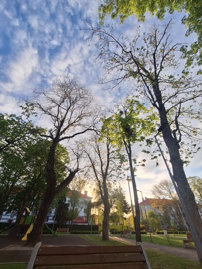 The image displays an outdoor park scene, viewed from a low angle looking upwards towards the sky through a canopy of trees. The time of day appears to be late afternoon or early evening, as indicated by the warm, golden light of the low-lying sun casting long shadows and illuminating elements from behind. The sky is blue with scattered white, wispy clouds.
Several trees dominate the composition. Some are lush with bright green leaves, suggesting spring or early summer, while others are mostly bare, showcasing their dark, intricate branch patterns against the sky. A small, dark rectangular object, possibly a sensor or camera, is attached to the trunk of one of the trees with green foliage.
Below the trees, a grassy area is visible, along with a path or bare earth. Wooden park benches with metal frames are present, indicating seating areas. In the mid-ground and background, a children's playground can be seen, featuring swings and a green slide. Beyond the park, various buildings are visible, including one with a reddish-orange roof and another with white and blue sections, suggesting a residential or urban setting. The scene combines natural elements with recreational facilities, evoking a peaceful atmosphere. No visible text is present in the image.
