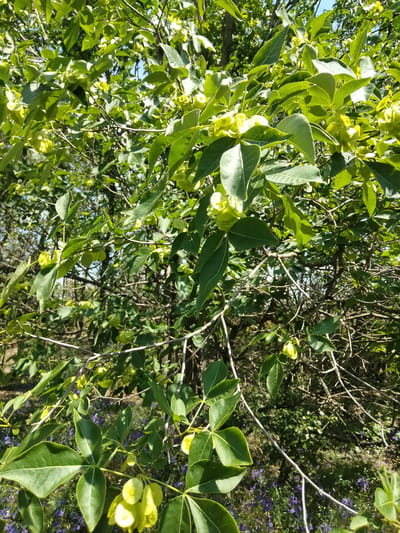The image displays a close-up view of a tree with bright green foliage and light green seed pods. The tree branches are visible, some with a light gray bark. In the background, a dense undergrowth of green plants and small purple flowers can be seen, suggesting an outdoor, natural environment. The lighting indicates it is daytime, with sunlight filtering through the leaves, creating highlights and shadows. No people or animals are present in the scene. The image appears to be taken in a park or a wooded area within the city of Ananiv, Ukraine.