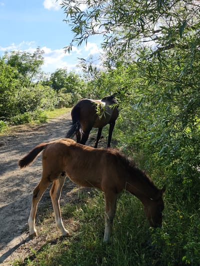 In an outdoor scene, two horses are present in an earthy, unpaved area with abundant greenery. The foreground features a young, light brown foal with white socks on its legs, bending down to graze on grass and yellow wildflowers. Behind the foal, a darker brown horse is visible, facing away from the camera and also appearing to be grazing or standing amidst lush foliage. The background is dominated by dense green trees and bushes, with a dirt path leading away into the distance. The sky above is a bright blue with scattered white clouds. The lighting suggests it is daytime, with sunlight filtering through the leaves of the trees, creating dappled shadows on the ground. The scene is set on a warm, sunny day. This image was taken in or around the city of Pushkino, Ukraine.