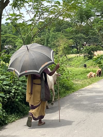 A person walks on an asphalt road holding a black umbrella and a stick, accompanied by a white cow. The person is wearing a yellow and purple garment and a shoulder bag. The road is bordered by lush green vegetation. In the background, a grassy slope leads down to a body of water, with several sheep grazing and a black animal, possibly a cow or calf, standing in the distance. The scene appears to be in a rural or semi-rural area outside of Sylhet, Bangladesh, characterized by abundant greenery and livestock.