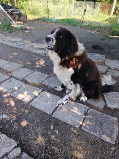 A medium shot shows a large, fluffy black and white dog sitting on a paved area outdoors. The dog is facing right, looking upwards and to the right with its mouth slightly open, revealing teeth. Its fur is thick and wavy, with patches of black and white, and it has black spots on its white legs. The dog is positioned on a pathway made of rectangular, gray concrete slabs. The ground around the path is dirt with scattered dry grass and small stones. In the background, a chain hangs from an unseen point, leading towards a chain-link fence. Beyond the fence, green trees and foliage are visible, suggesting a rural or semi-rural setting. The scene appears to be a yard or open area. No people are present in the image. The location is identified as Kozare, Bulgaria.