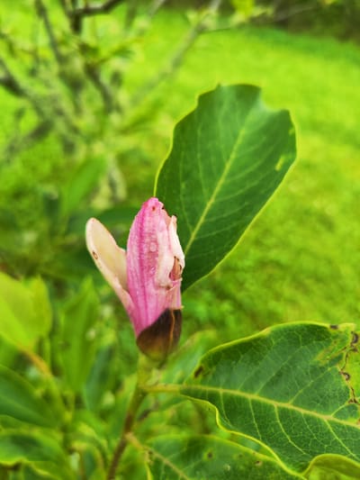 A close-up, slightly angled shot features a pink and white magnolia bud with water droplets, nestled amongst lush green foliage and a blurred grassy background. The bud is positioned in the center-left of the frame, partially unfurled, revealing delicate pink petals tinged with white. A dark brown calyx is visible at the base of the bud. Several vibrant green leaves are present in the foreground and midground, with one prominent leaf on the right showing slight browning at its edges. The background consists of a soft, out-of-focus blend of green hues, suggesting an outdoor, garden setting. The image lacks any human presence or discernible man-made structures, indicating a focus on the natural subject. This scene could be located in the municipality of Lagoa, within the parish of Santa Cruz, Portugal, a region known for its scenic landscapes and floral diversity.