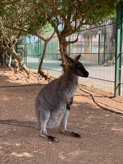 A grey-brown wallaby stands erect on its hind legs within an enclosure in Sant Llorenç des Cardassar, Spain. Its forepaws are held close to its chest, and its head is oriented towards the right, with its eyes appearing closed or downcast. The ground consists of dry, reddish-brown soil mixed with small stones and light organic debris. A line of small, sparsely leaved trees with gnarled trunks runs along the left side of the image. A tall, green metal fence, composed of vertical bars, separates the enclosure from the background. Beyond the fence, a dirt path or road is visible. A yellow wheel, indicative of agricultural machinery, is partially visible on the far left behind the fence, while light-colored residential buildings with tiled roofs and further foliage are visible through the fence on the right. The scene is illuminated by strong natural daylight, casting distinct shadows.