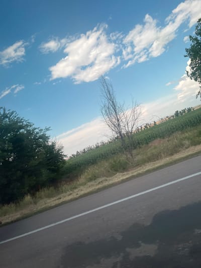 This image captures a rural roadside scene in Yelyzavetivka, Ukraine. A paved road with a white line marking runs diagonally from the bottom left to the top right of the frame. To the left of the road, a dense green tree line dominates the foreground. Beyond the trees, a field of green crops, possibly sunflowers or corn, stretches towards the horizon. A solitary, bare tree stands in the middle ground, its branches stark against the sky. The sky is a vibrant blue, dotted with scattered white clouds. The overall impression is of a sunny day in the Ukrainian countryside.